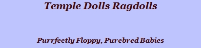 temple dolls ragdolls